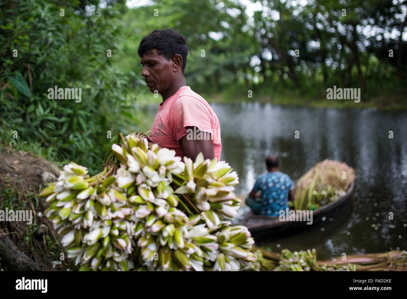 Dhaka, Bangladesh. 21 July 2018. Bangladeshi people process water lily to sell them in market near in Dhaka , Bangladesh on July 21, 2018.  Almost three-quarters of the population live in rural areas. Families in rural Bangladesh rely primarily on agriculture,poultry and fishing for their daily income..At the Sustainable Development Summit on 25 September, 2015, UN Member States will adopt the 2030 Agenda for Sustainable Development, which includes a set of 17 Sustainable Development Goals (SDGs) to end poverty, fight inequality and injustice, and tackle climate change by 2030..Prime Minister  Stock Photo
