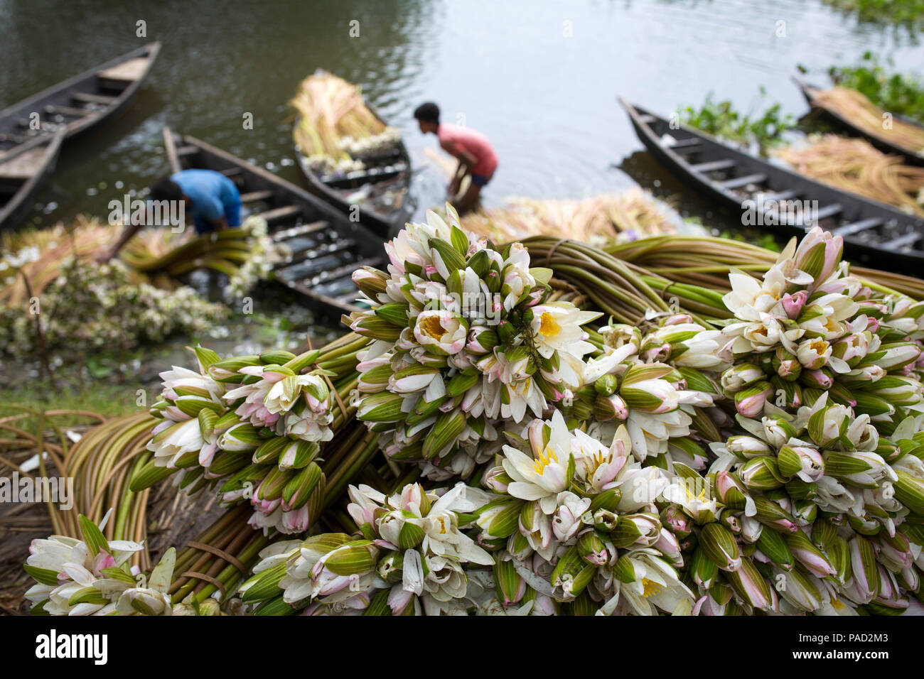 Dhaka, Bangladesh. 21 July 2018. Bangladeshi people process water lily to sell them in market near in Dhaka , Bangladesh on July 21, 2018.  Almost three-quarters of the population live in rural areas. Families in rural Bangladesh rely primarily on agriculture,poultry and fishing for their daily income..At the Sustainable Development Summit on 25 September, 2015, UN Member States will adopt the 2030 Agenda for Sustainable Development, which includes a set of 17 Sustainable Development Goals (SDGs) to end poverty, fight inequality and injustice, and tackle climate change by 2030..Prime Minister  Stock Photo