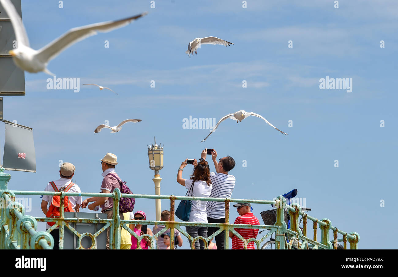 Brighton UK 22nd July 2018 -  Seagulls mob a couple trying to take photographs on Brighton seafront as the heatwave weather continues throughout parts of Britain Credit: Simon Dack/Alamy Live News Stock Photo