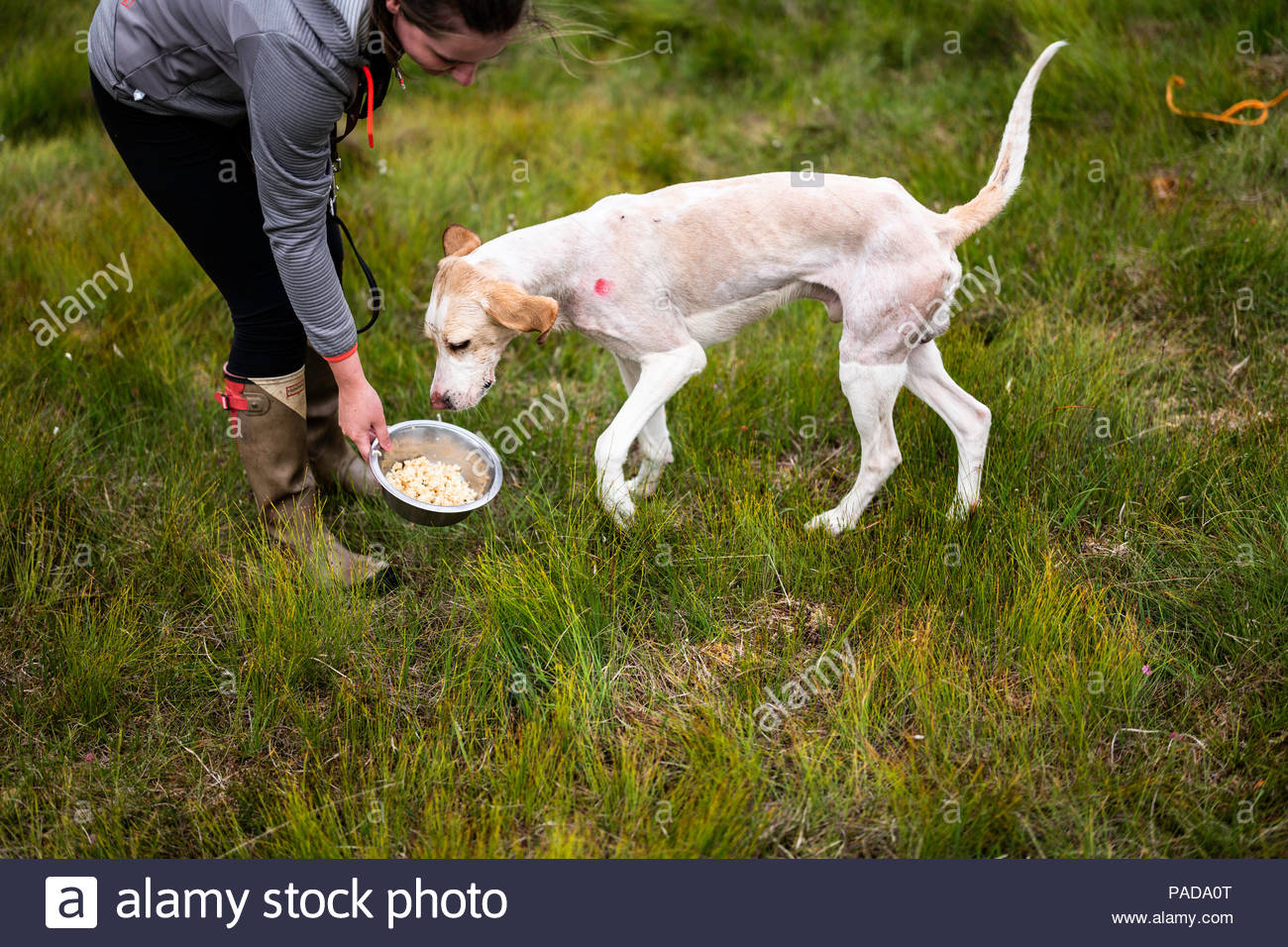 Sleuth Hounds High Resolution Stock Photography And Images Alamy