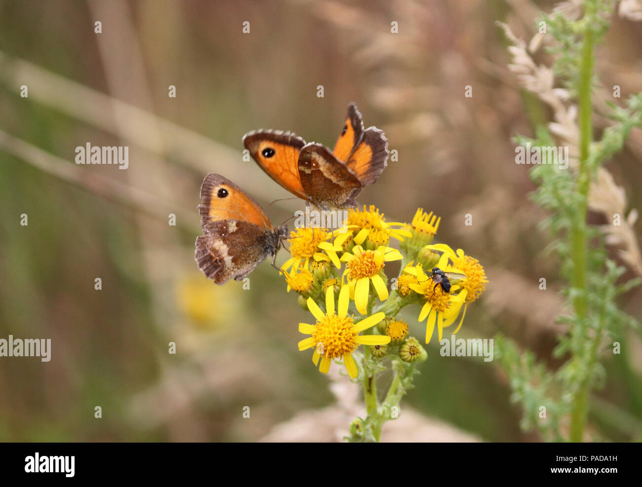 Chessingon Surrey UK. 22nd July 2018. The big butterfly count continues with many Gatekeeper butterflies (Pyronia tithonus or Hedge Brown) spotted on flowers Chessingon in Surrey. The count is on from 20th July to 12th August. Credit: Julia Gavin/Alamy Live News Stock Photo