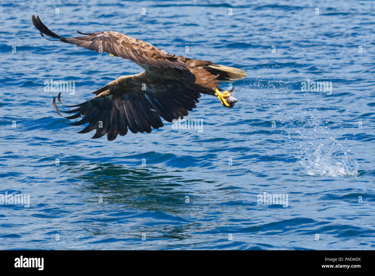 White-tailed sea eagle Stock Photo