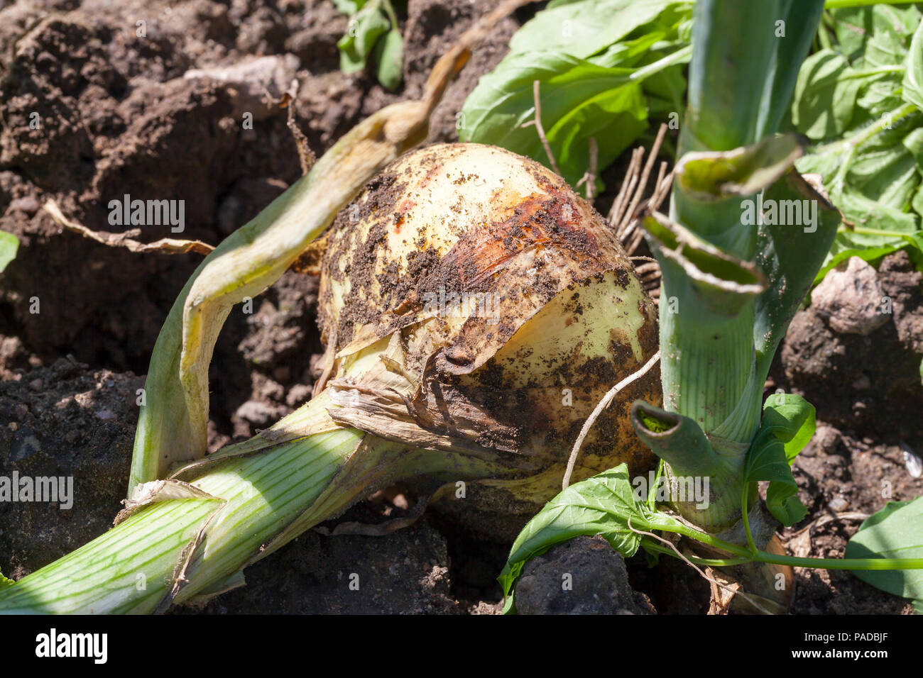 the harvest of a large onion on the field, close-up during the harvest in autumn Stock Photo