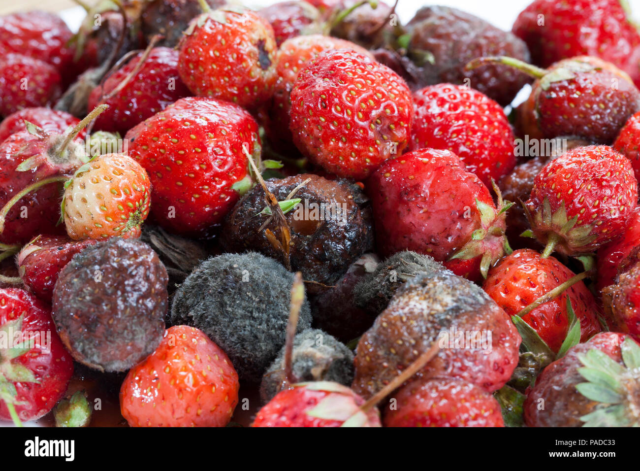 a bunch of red ripe strawberries, which began to rot and are covered ...