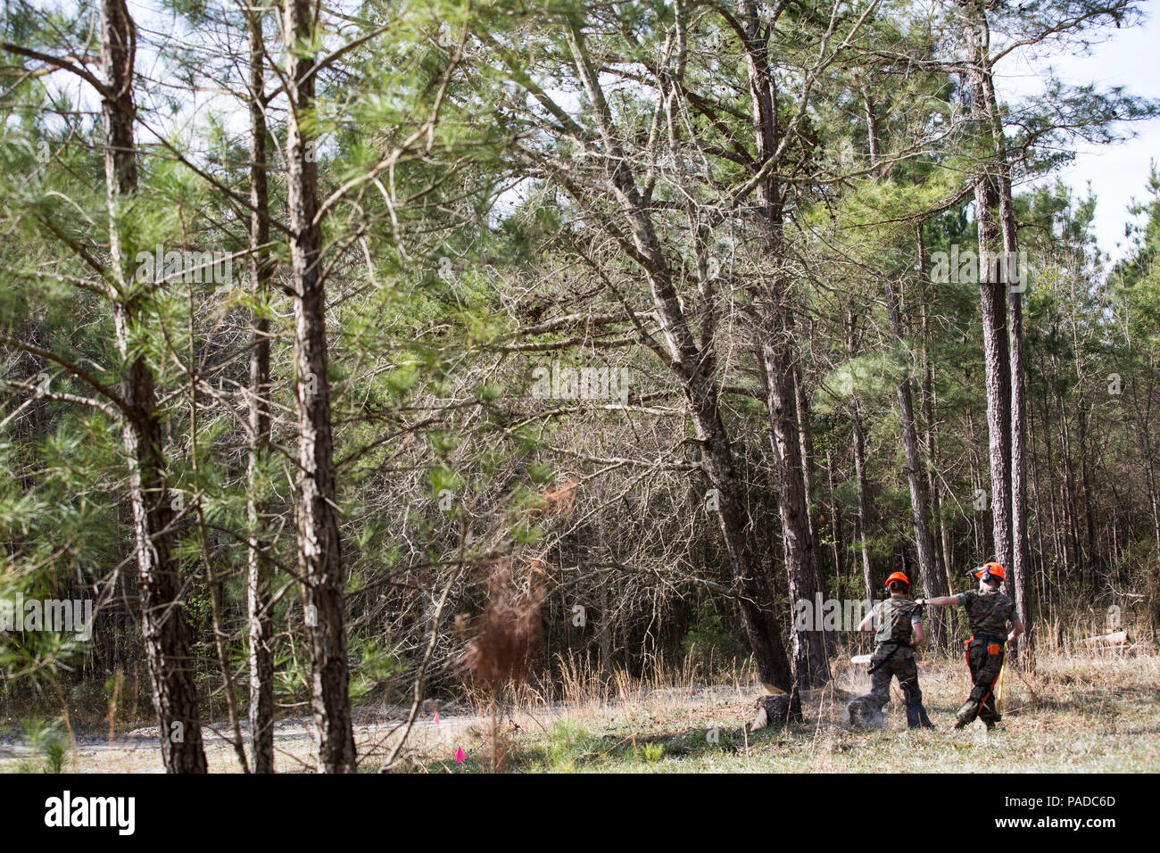 Combat engineers with the Logistics Element, Special Purpose Marine Air-Ground Task Force-Southern Command, remove a tree during a tree-clearing operation at New River, North Carolina, March 24, 2016. The Marines familiarized themselves with tree clearing in preparation for their deployment to Central America, where they will be working side-by-side with partner nations on engineering projects and disaster relief preparedness. (U.S. Marine Corps photo by Lance Cpl. Kimberly Aguirre/Released) Stock Photo