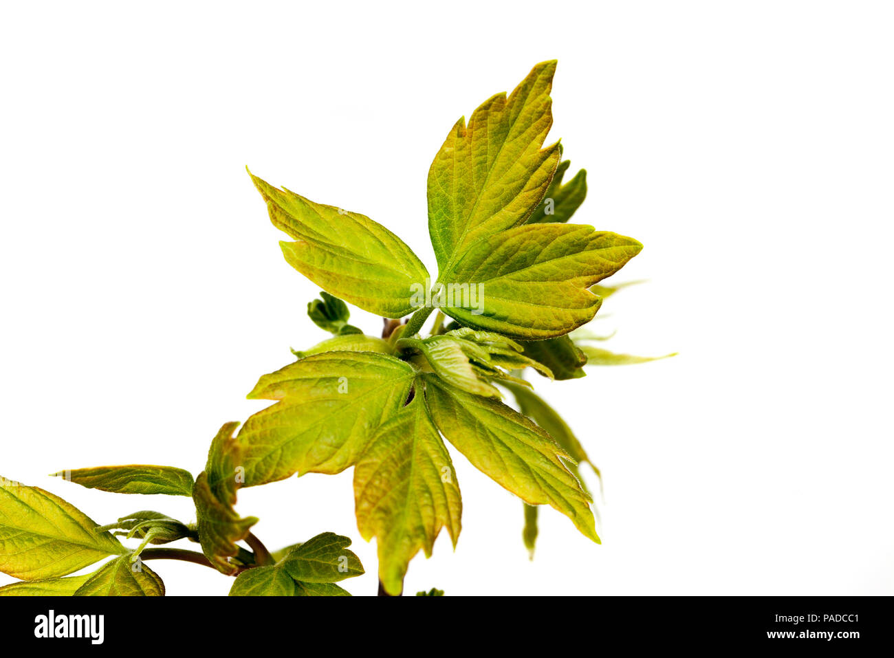 green foliage bush in the spring, on a light not isolated background, closeup Stock Photo