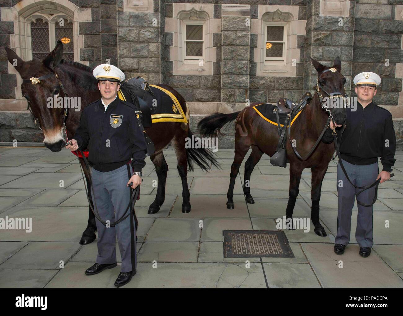 West Point’s newest Army Mule mascot, Paladin, officially reported for