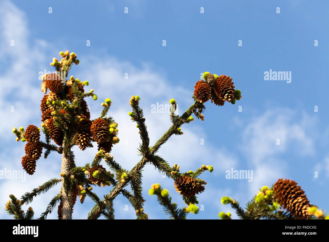 young growths and cones with old brown cones against the blue sky, spring nature Stock Photo