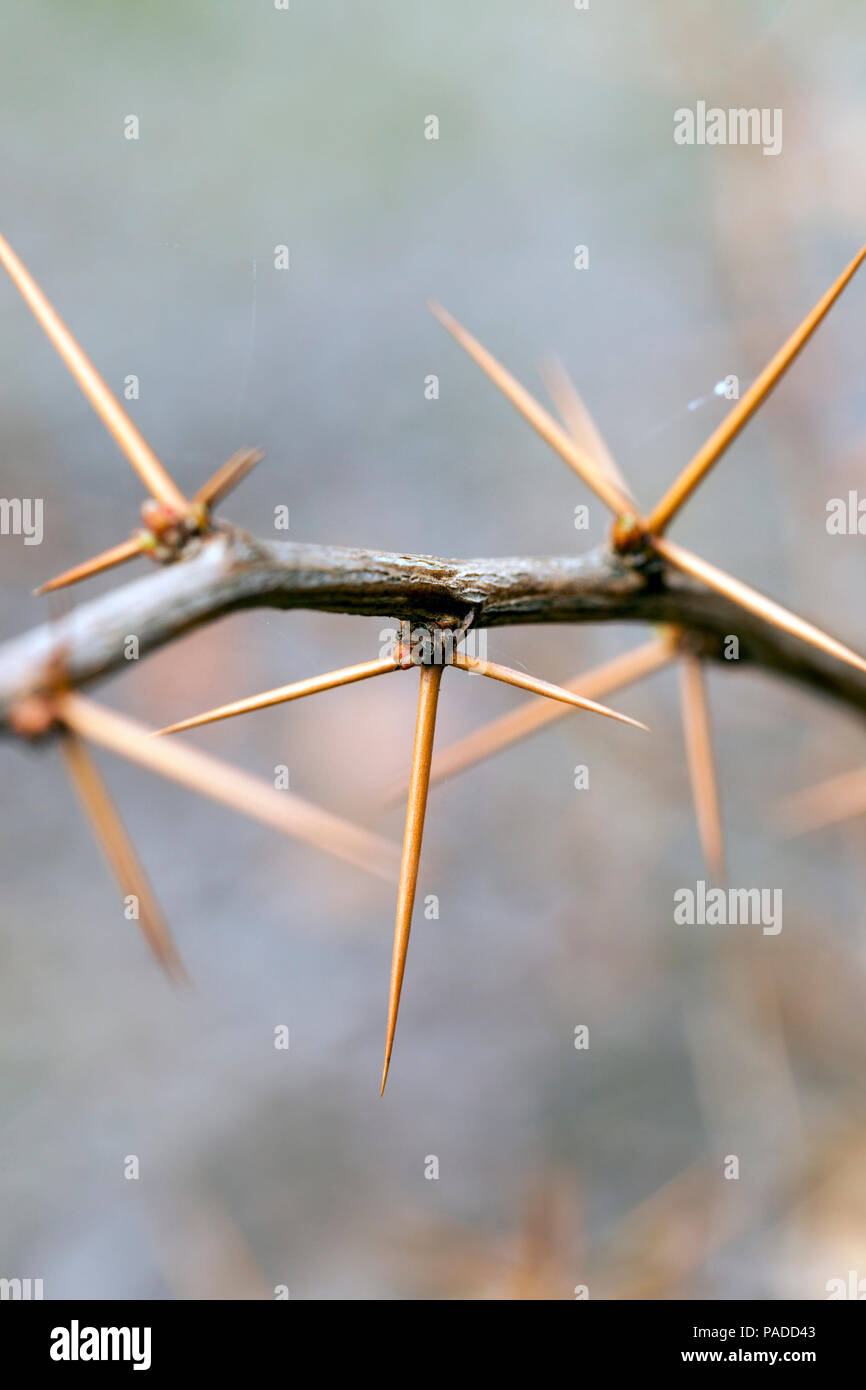 branches of a plant with sharp spines and green buds, ready to start growing in early spring, warming in nature, closeup Stock Photo