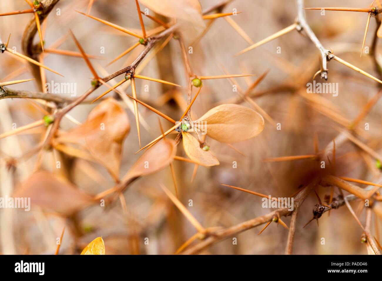 branches of a plant with sharp spines and green buds, ready to start growing in early spring, warming in nature, closeup Stock Photo