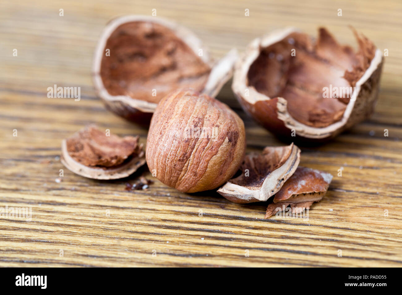 a broken hazelnut shell with nut kernels lying in it, closeup on the