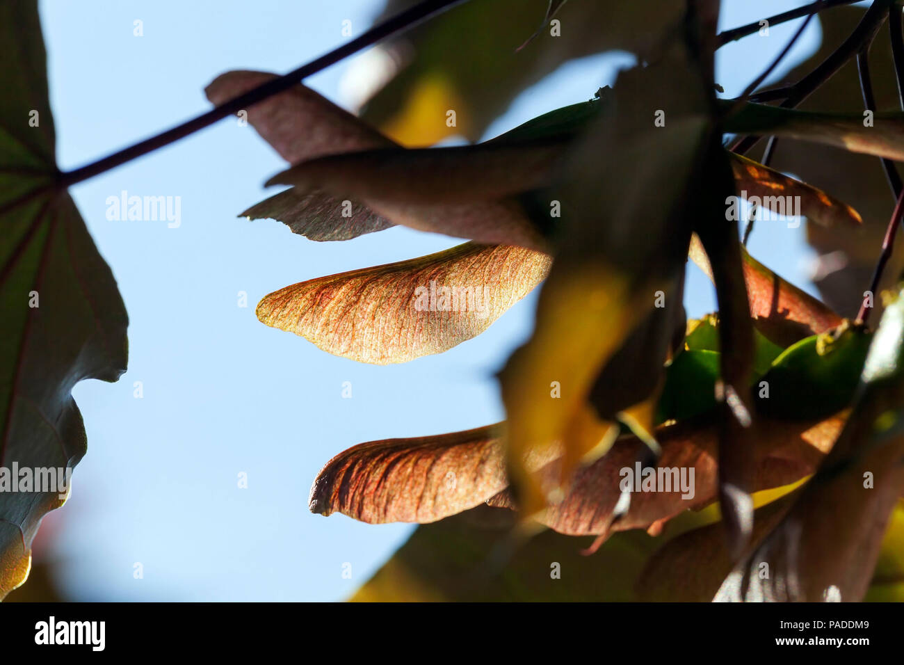 lighted through the maple tree seeds on the tree, the spring season ...