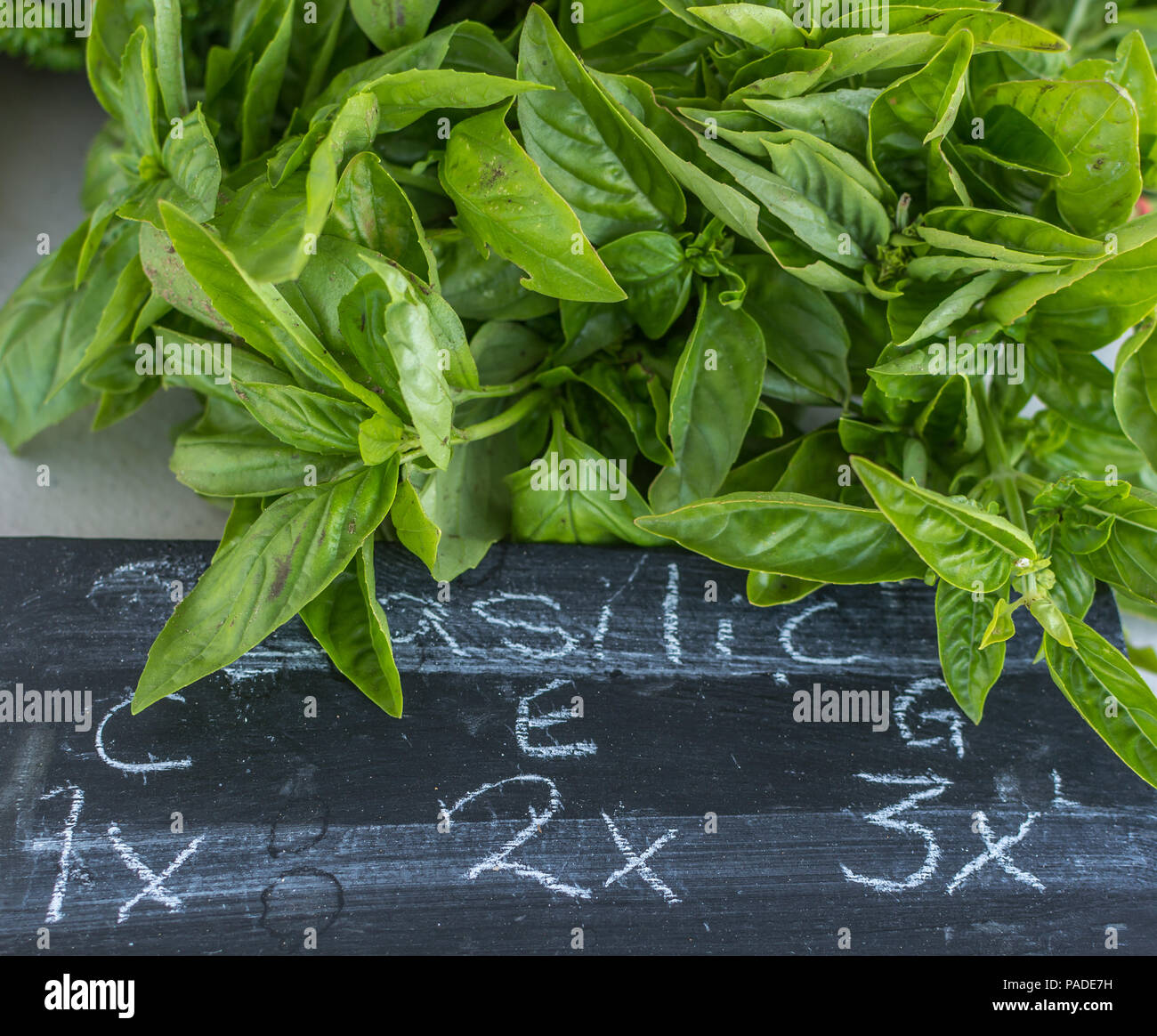 Organic Basil For Sale at Local Family Farmers Market, Mirabel, Quebec