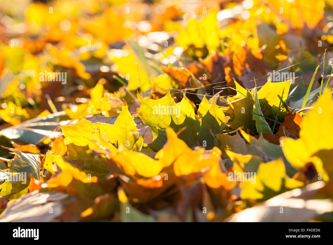 lying on the ground maple foliage The fallen during the autumn season ...