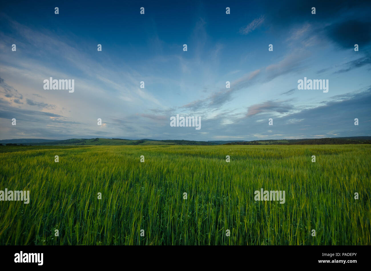Sunset in summer, green grass and blue sky with clouds Stock Photo - Alamy