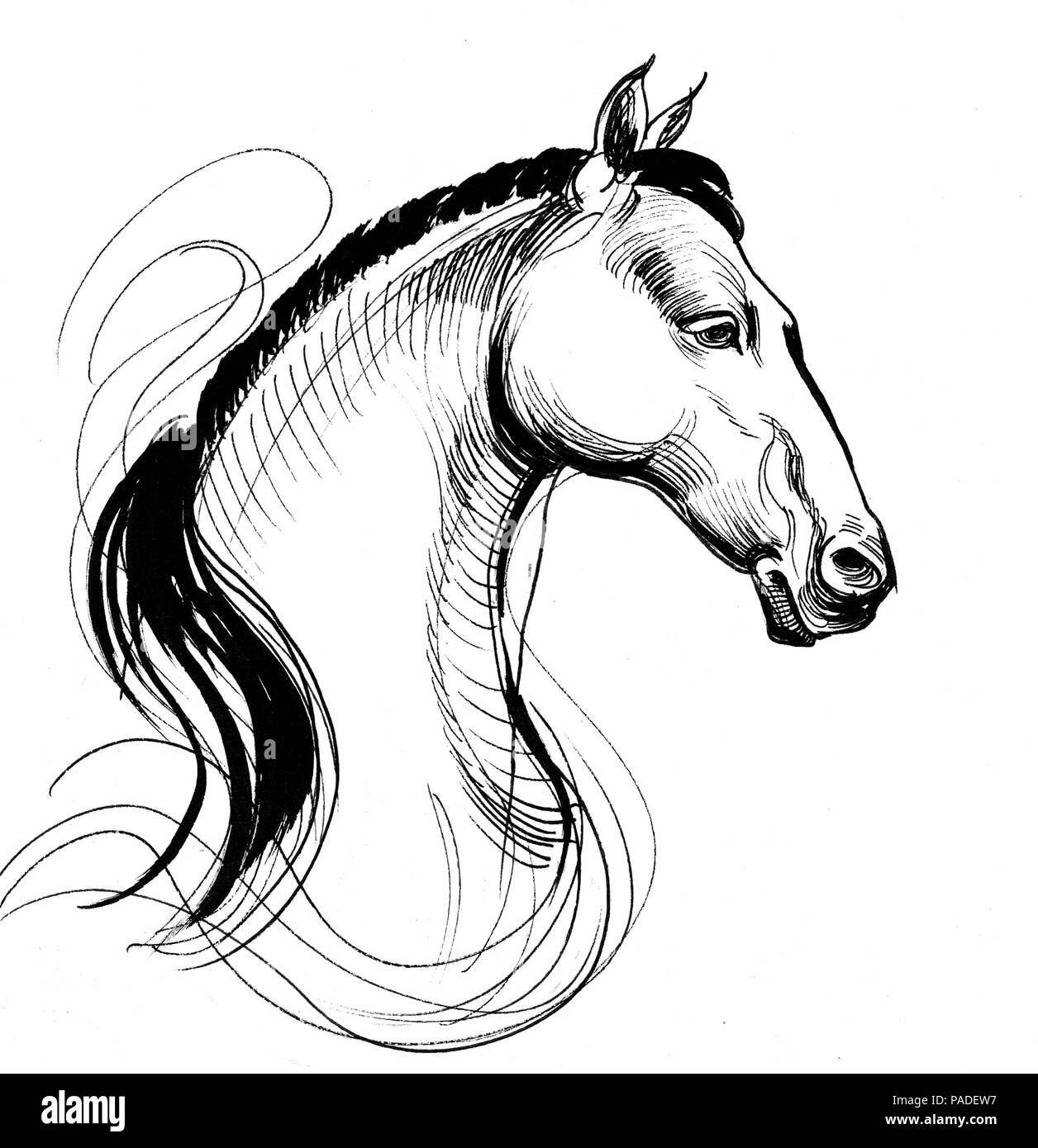 How to draw a horse step by step | Pencil Shading Drawing - YouTube