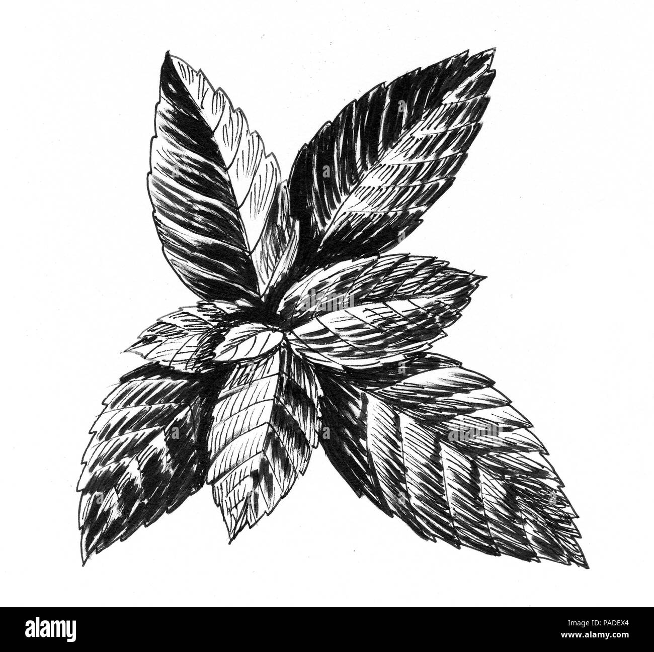 Mint leaves. Ink black and white illustration Stock Photo Alamy