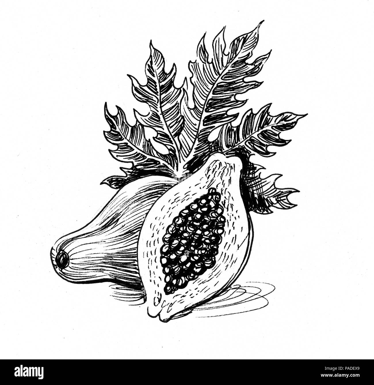 Papaya plant. Ink black and white illustration Stock Photo