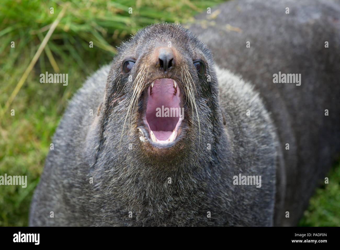 Northern fur seal (Callorhinus ursinus) Stock Photo