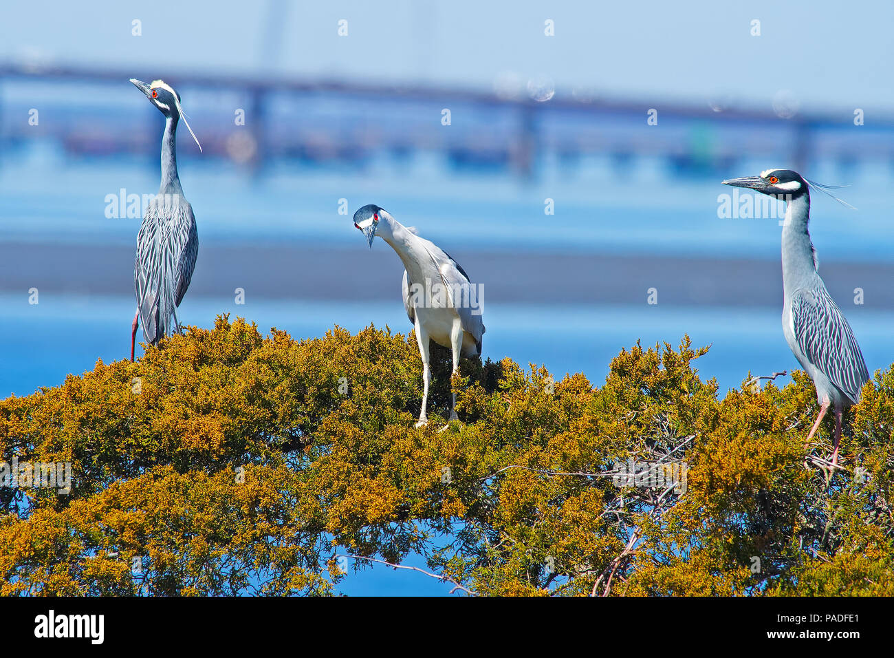 Yellow-crowned and Black-crowned Night Herons Stock Photo - Alamy