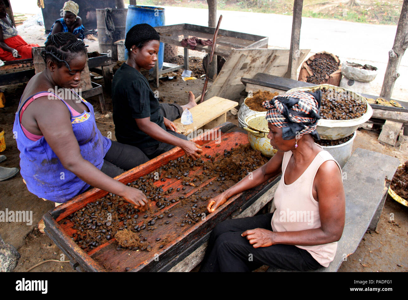 African women selecting palm oil fruits for further processing at the palm oil factory near Cape Coast, Ghana Stock Photo