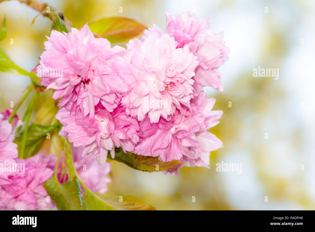 Pink cherry blossoms of a flowering tree Stock Photo - Alamy
