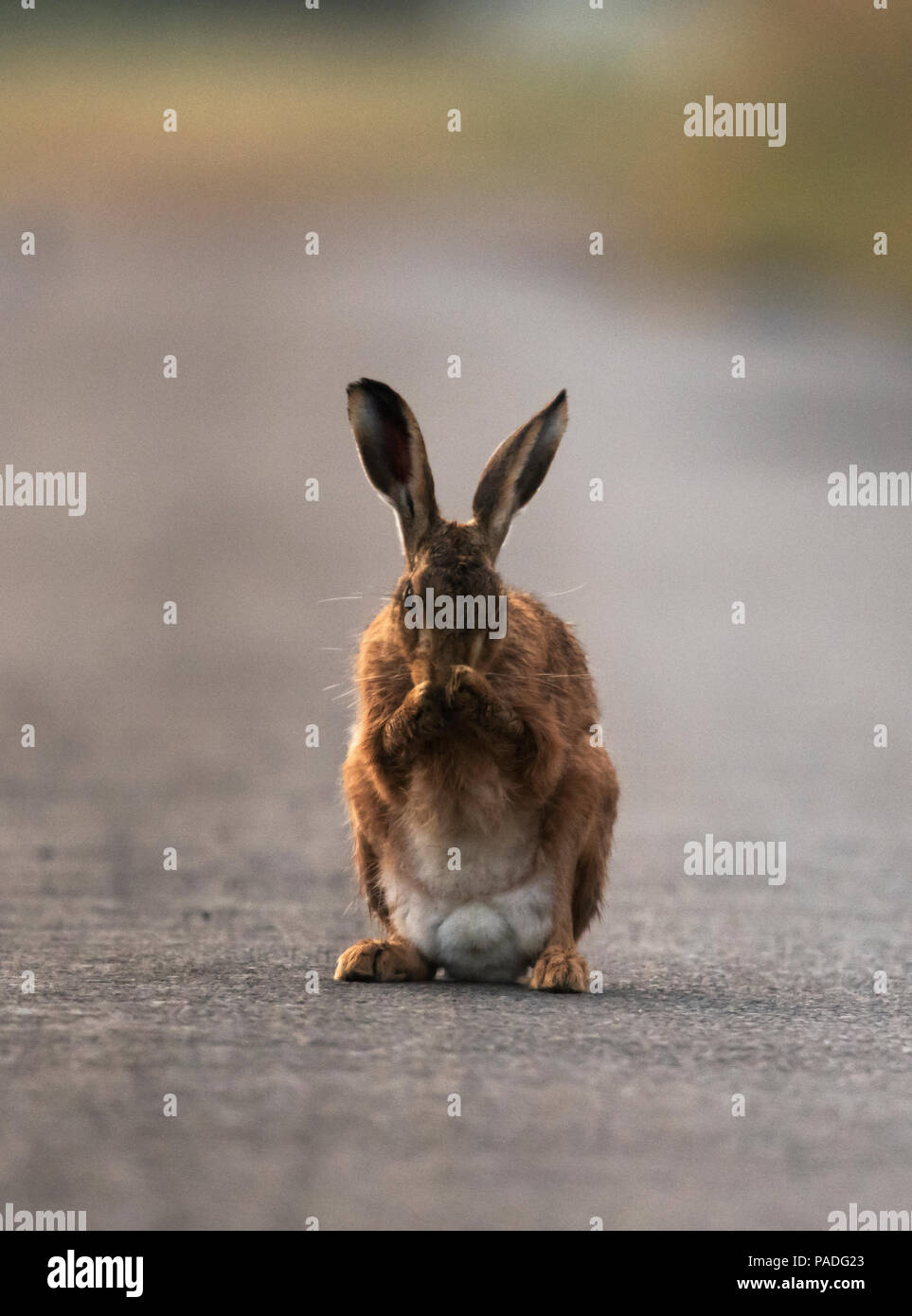 A brown hare (Lepus europaeus) grooming on a deserted country lane, Gloucestershire Stock Photo