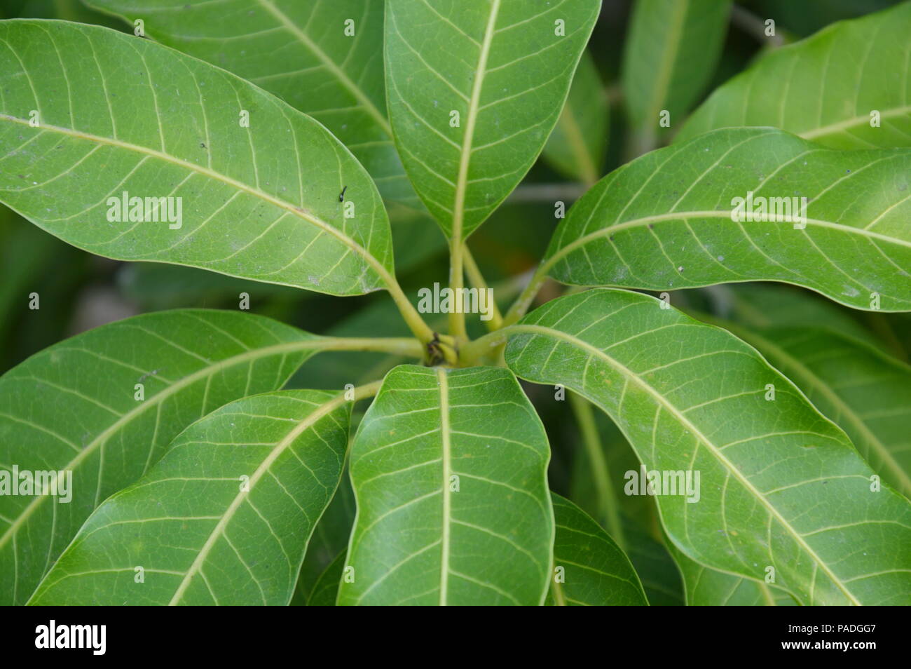 papaya leaf texture in the backyard garden Stock Photo