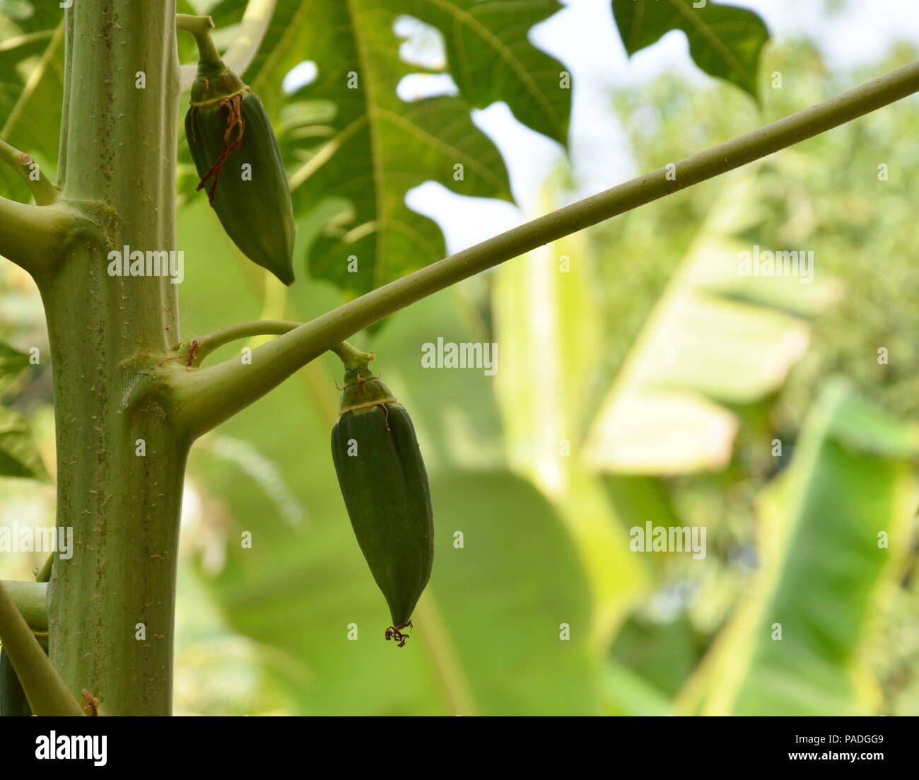papaya on branch in garden Stock Photo