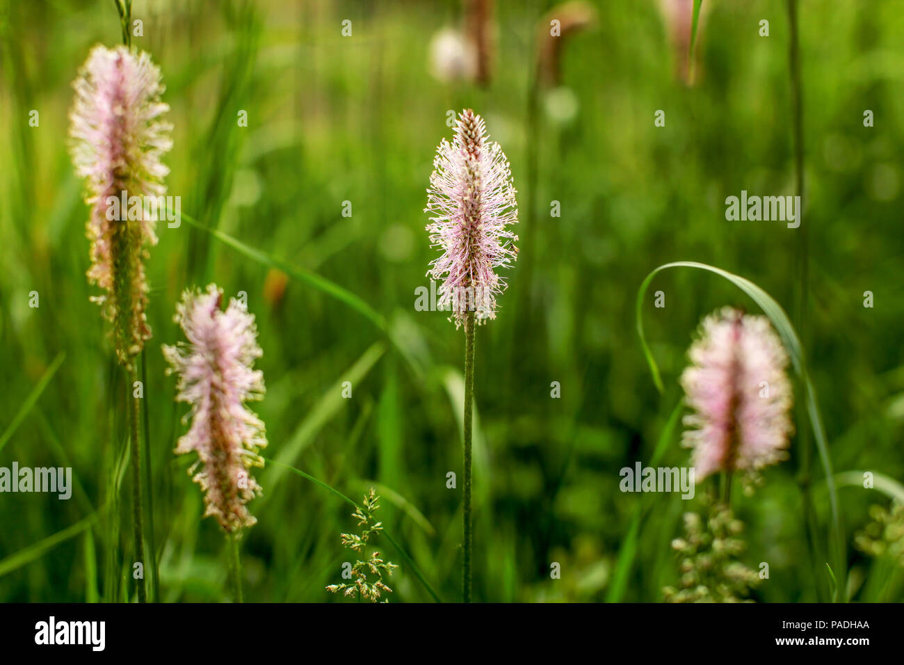 Shallow depth of field (only pink flower in focus) of Ribwort / hoary plantain (Plantago lanceolata). Abstract spring background. Stock Photo