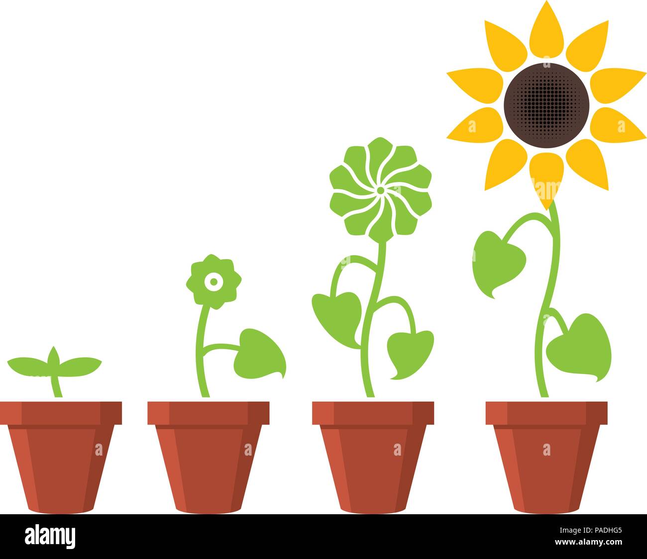 vector sunflower plant growth stages concept, abstract flower symbols  isolated on white background, flat style Stock Vector Image & Art - Alamy