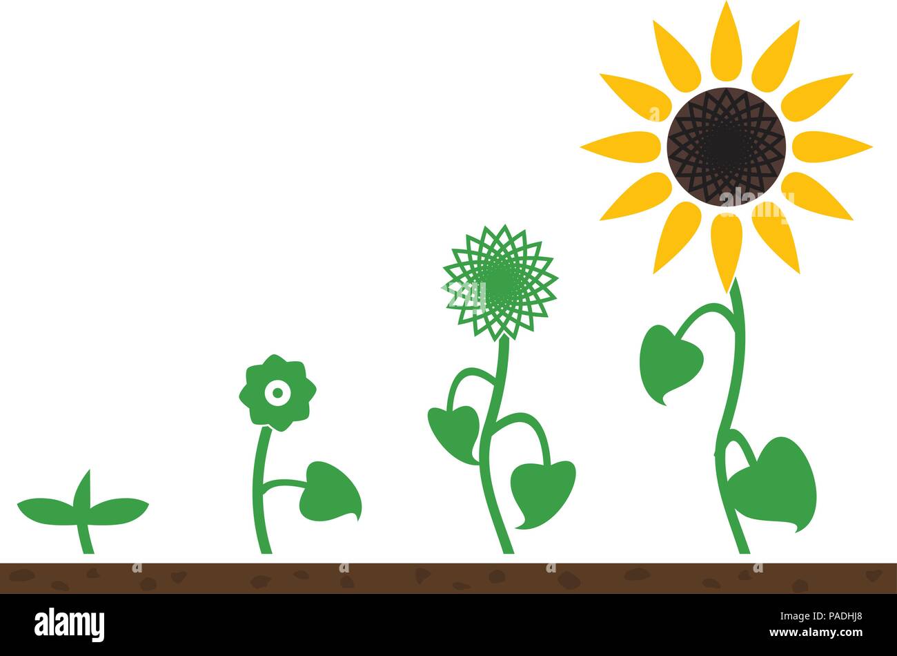 vector sunflower plant growth stages Stock Vector