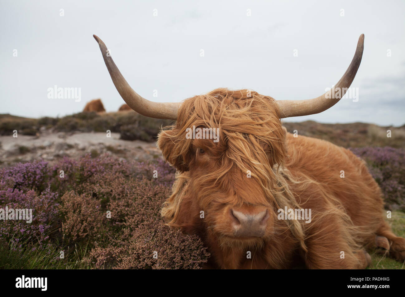 Highland cow on the Isle of Skye Stock Photo