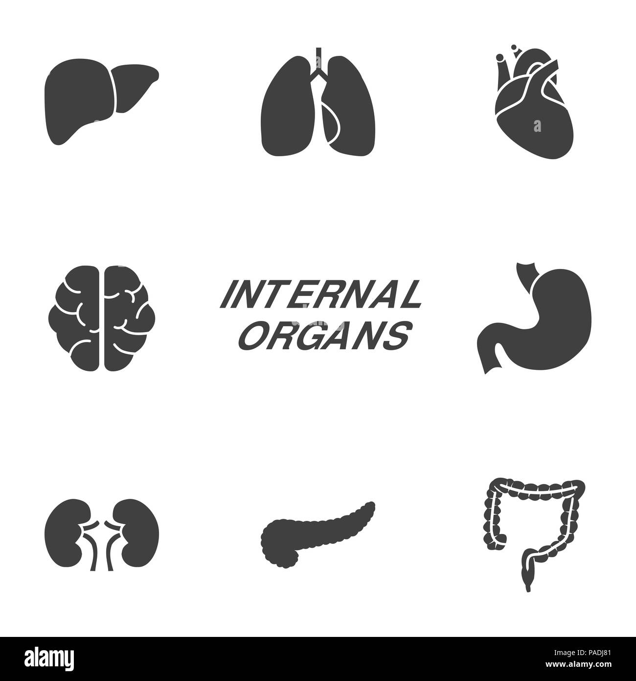 Internal Organs Glyph Icons. Stock Vector