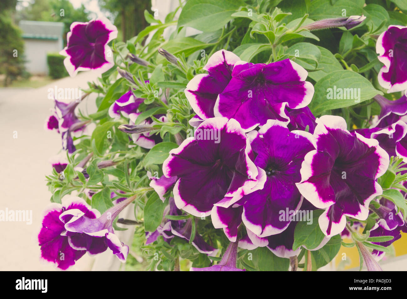Beautiful bright outdoor flowers in pots in the summer Stock Photo Alamy