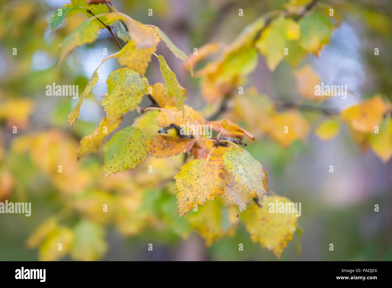 Autumn colours in Muonio, Lapland, Finland Stock Photo