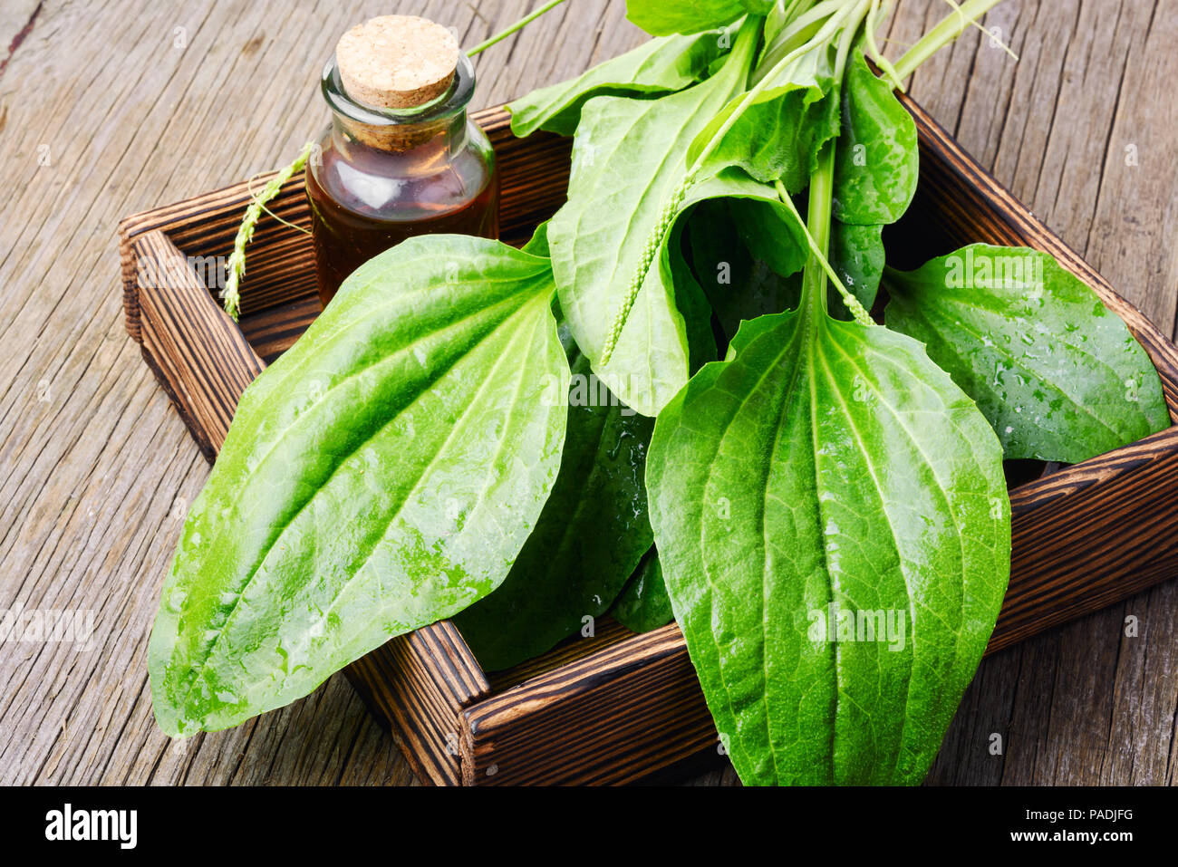 Leaf of greater plantain in a box with mortar and mixture Stock Photo