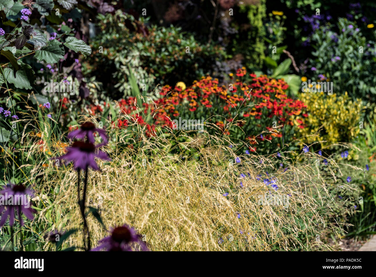 Deschampsia cespitosa Goldtau, Poaceae, Mixed cottage garden planting. Stock Photo