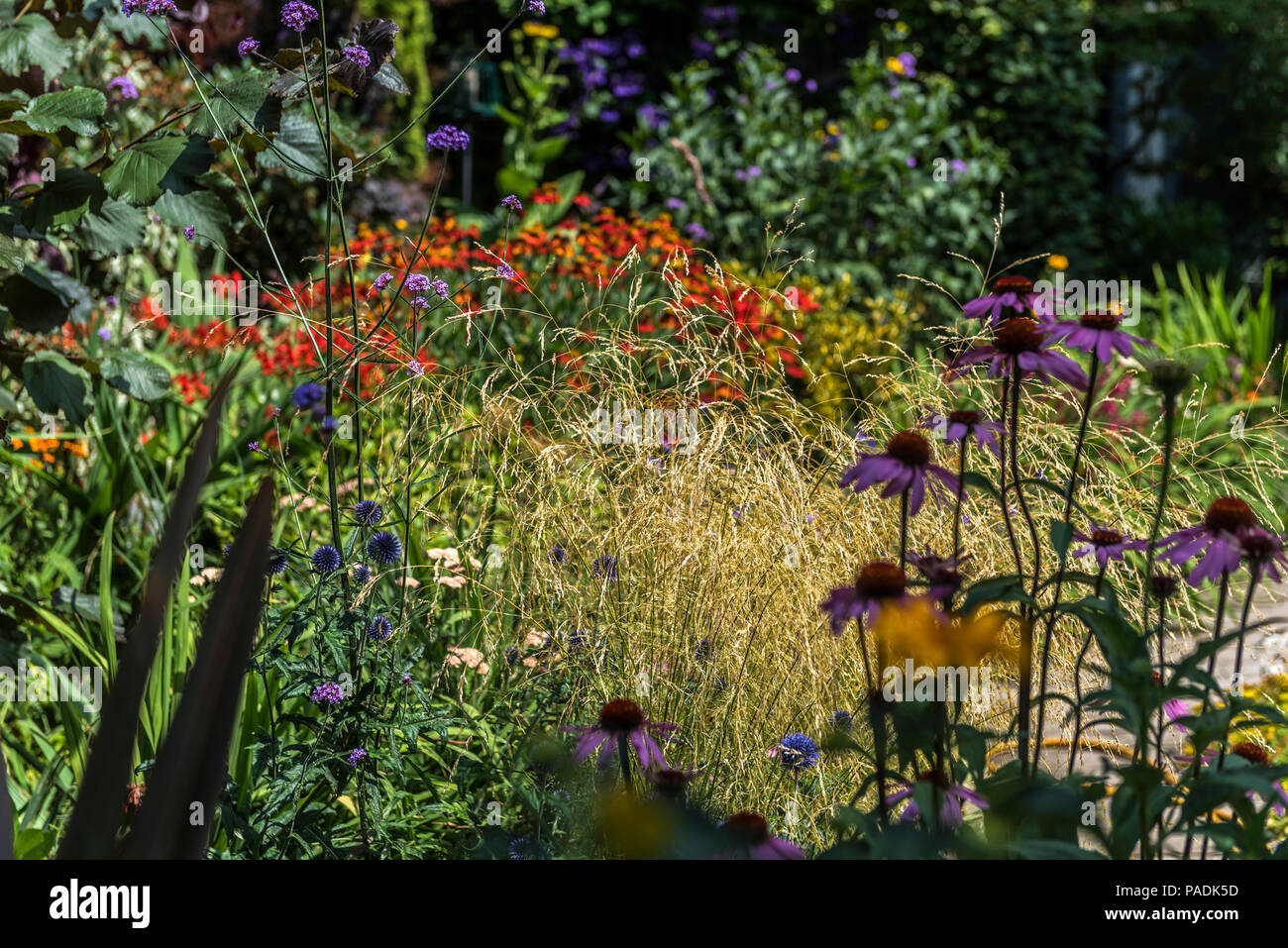 Deschampsia cespitosa Goldtau, Poaceae, Mixed cottage garden planting. Stock Photo