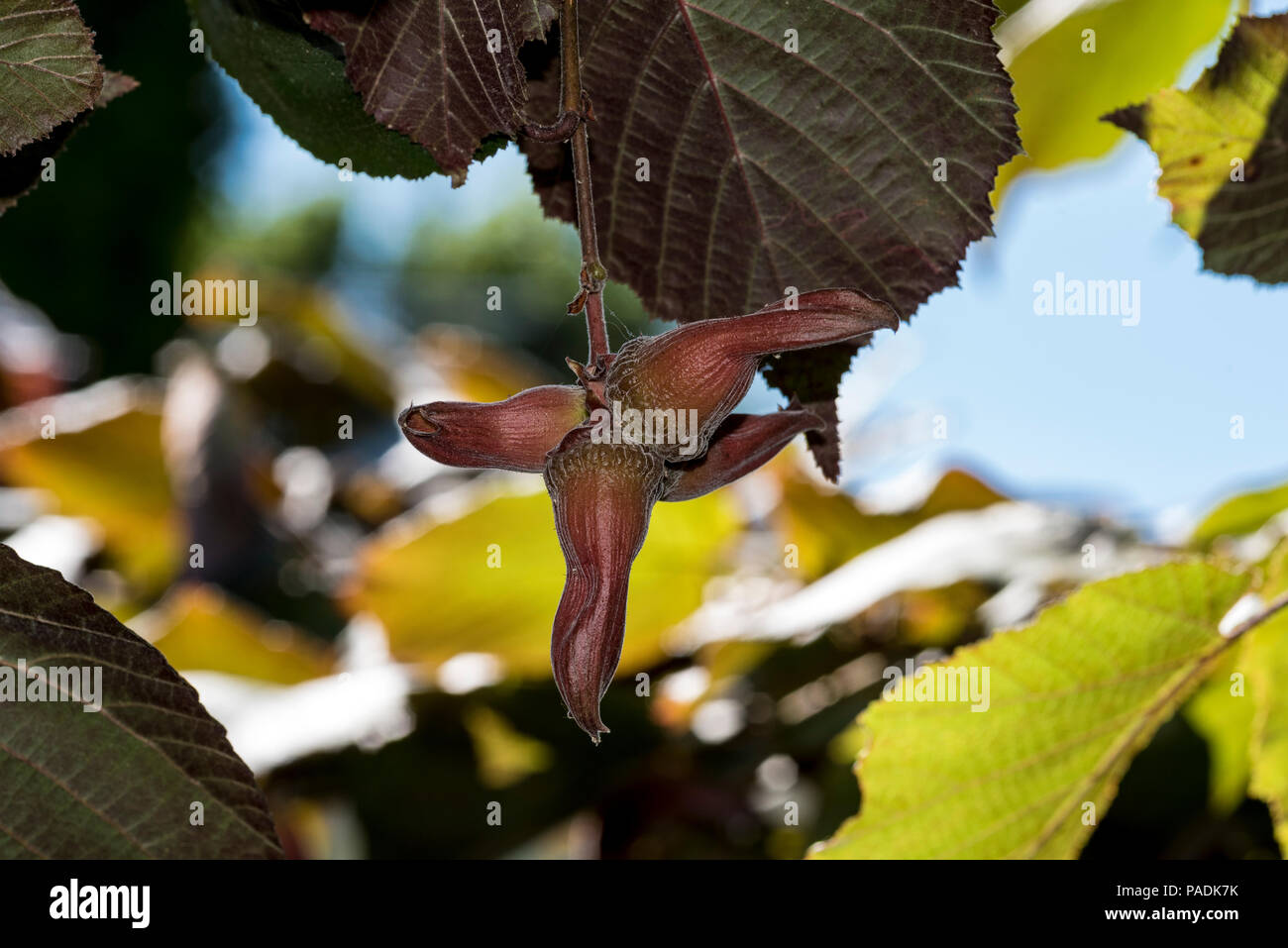 Corylus maxima Purpurea,Corylus maxima Purple Filbert, Betulaceae