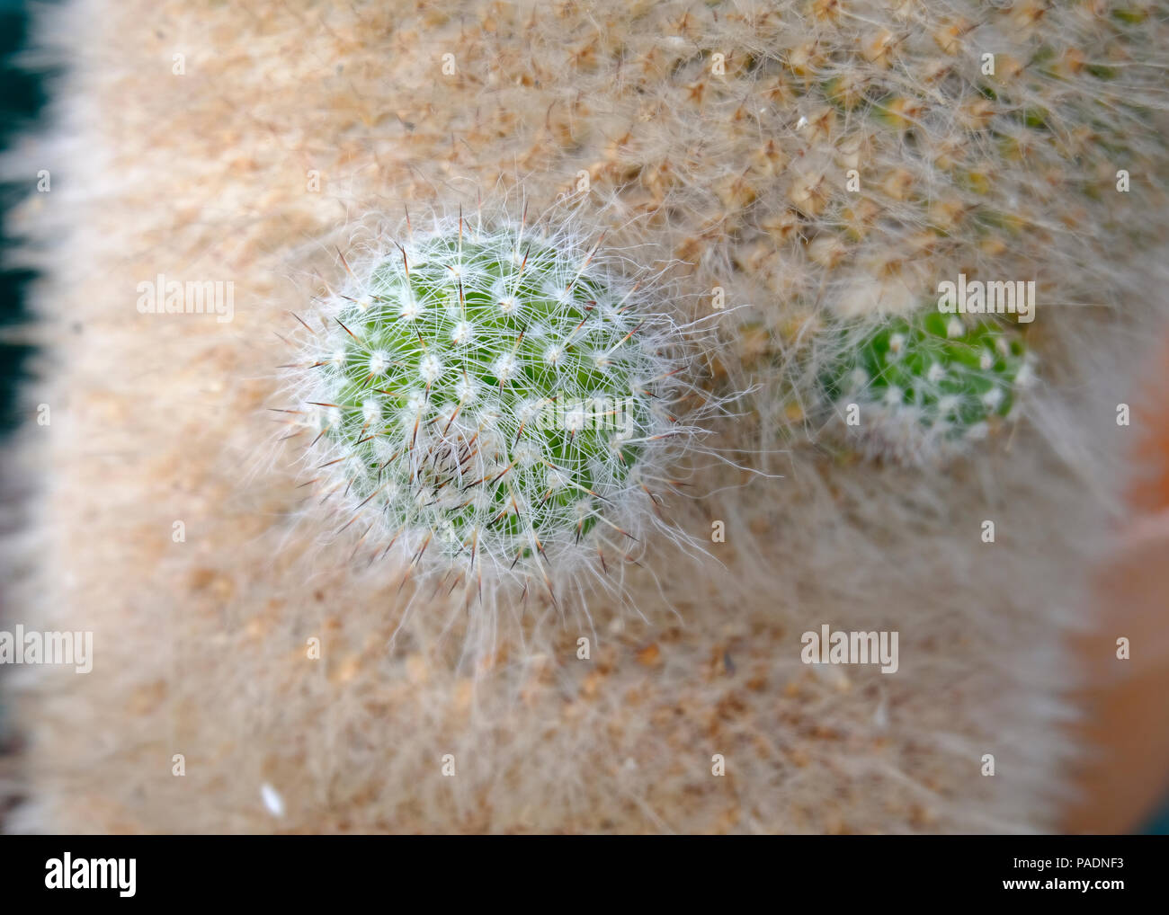 Pups on mature Cactus plant Stock Photo