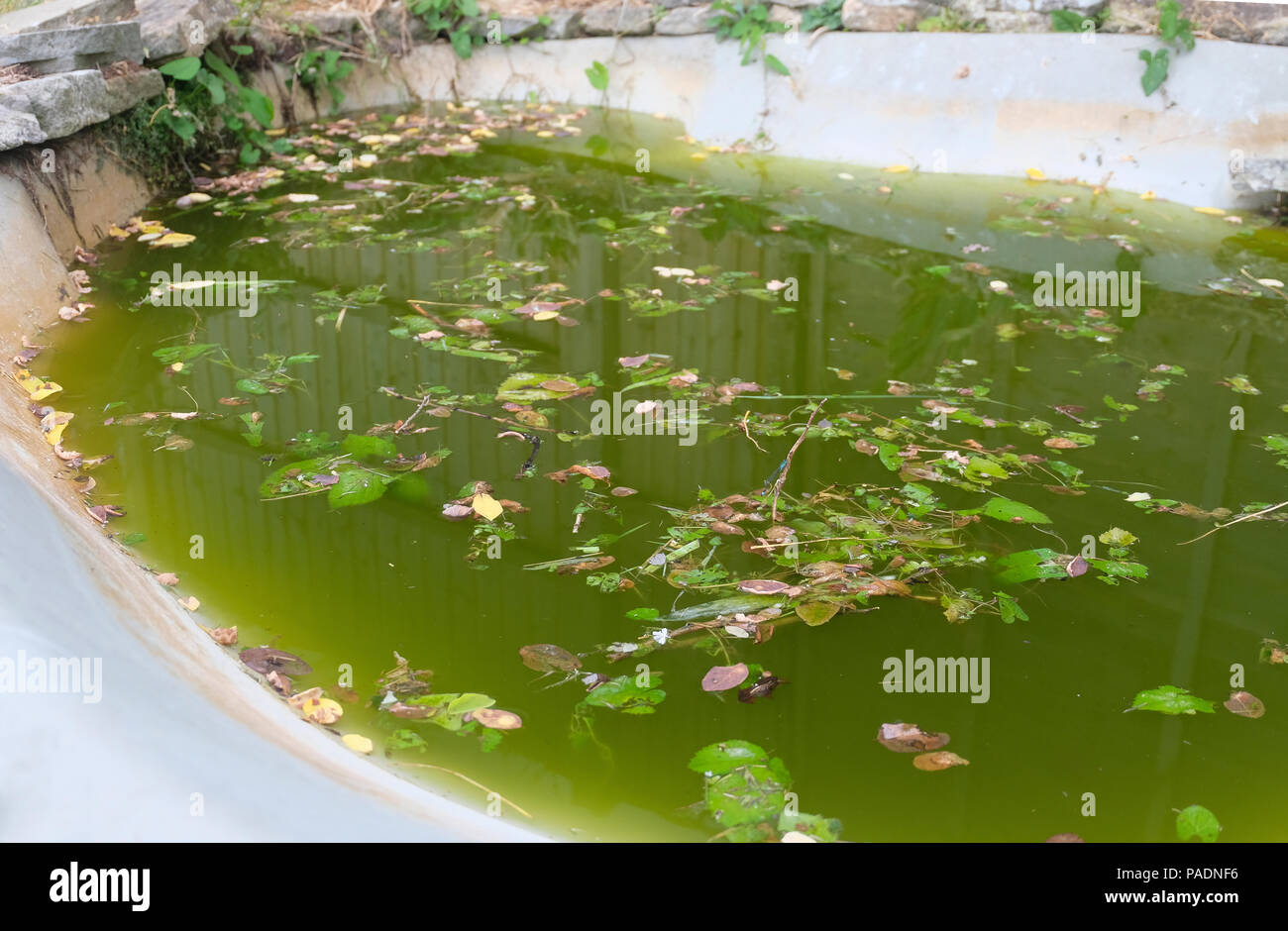 Neglected, stagnant garden pond turned green in hot weather. Rings around edge show evaporation taking place Stock Photo