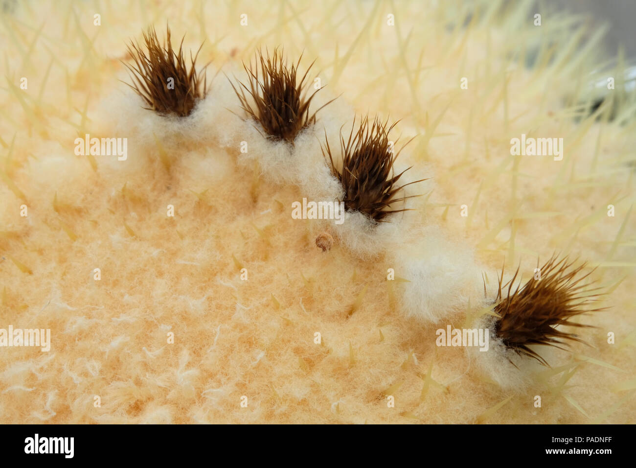Tiny brown clusters on top of a mature Golden Barrel Cactus in summer Stock Photo