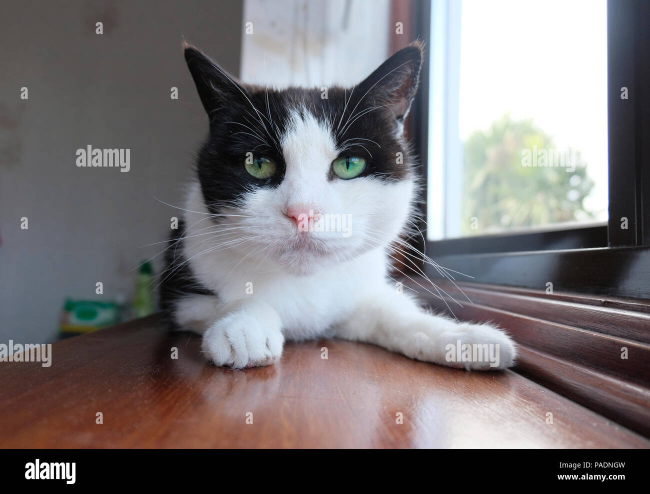 Low angle view of black and white cat (Felis catus) lying on wooden windowsill Stock Photo