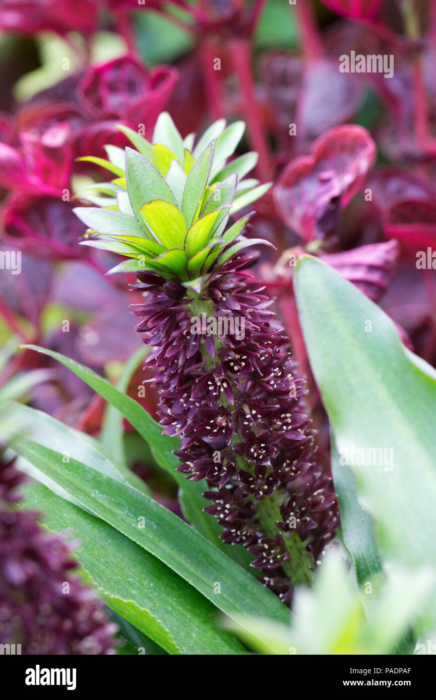 Eucomis flower. Pineapple Lily. Stock Photo