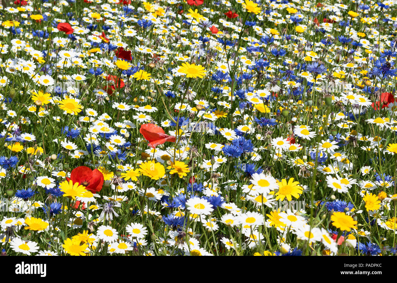 native british wild flower meadow at the national wildflower centre, eden project in cornwall, england, britain, uk. Stock Photo