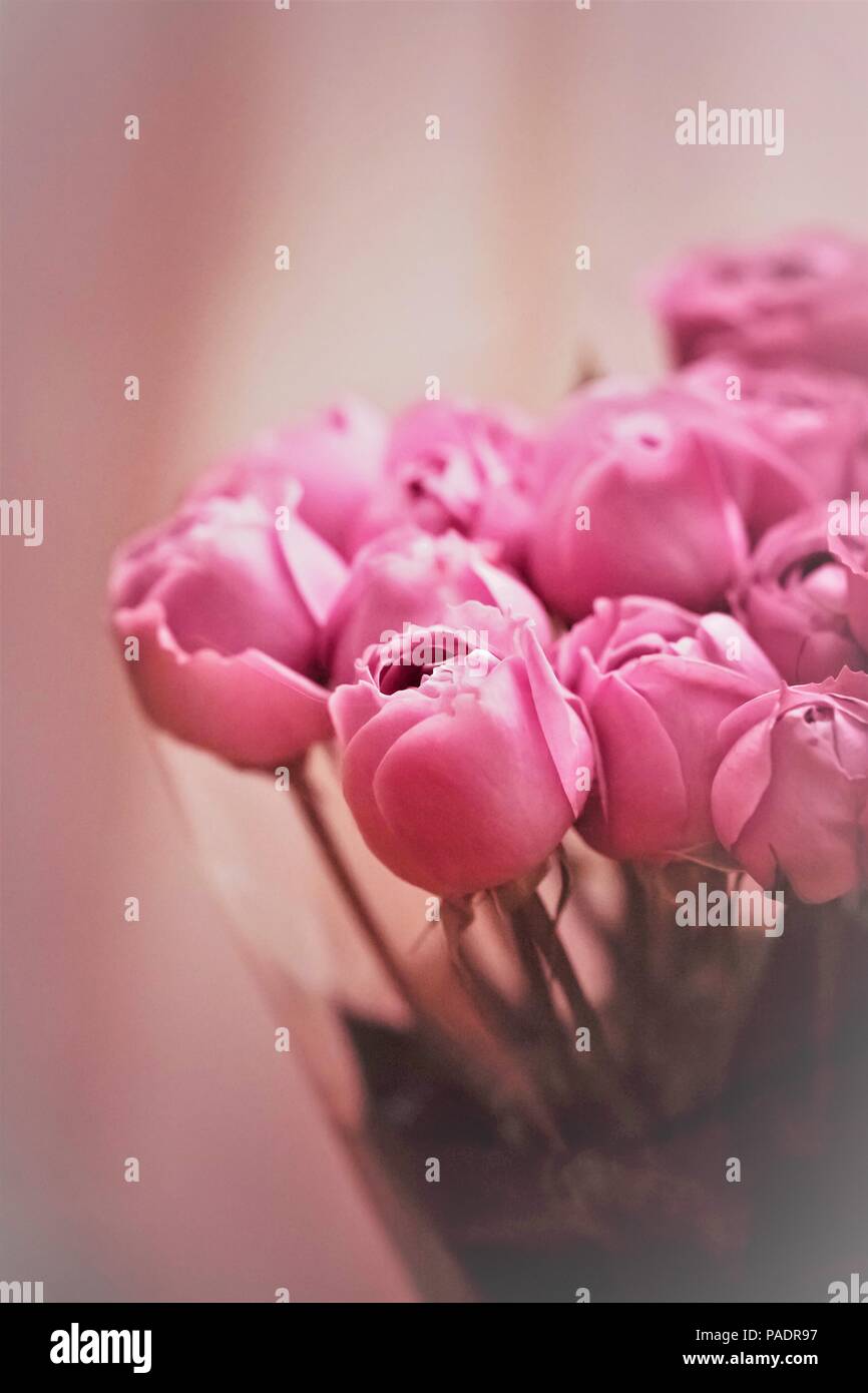 Peonyroses bush bouquet Stock Photo Alamy