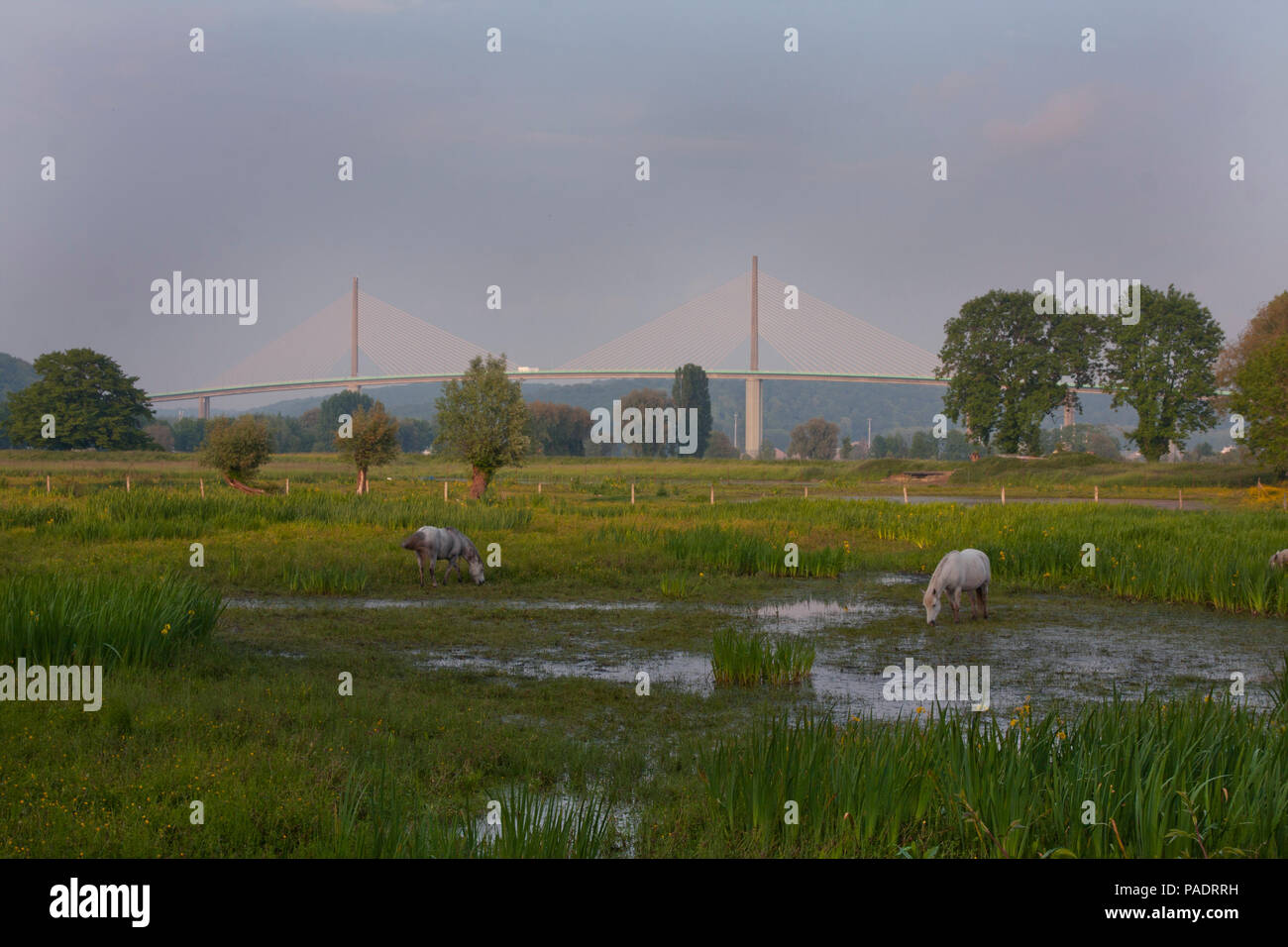 horses grazing in field with view of Pont de Brotonne (Brotonne Bridge) crossing the River Seine, Seine Maritime, north Normandy, France Stock Photo