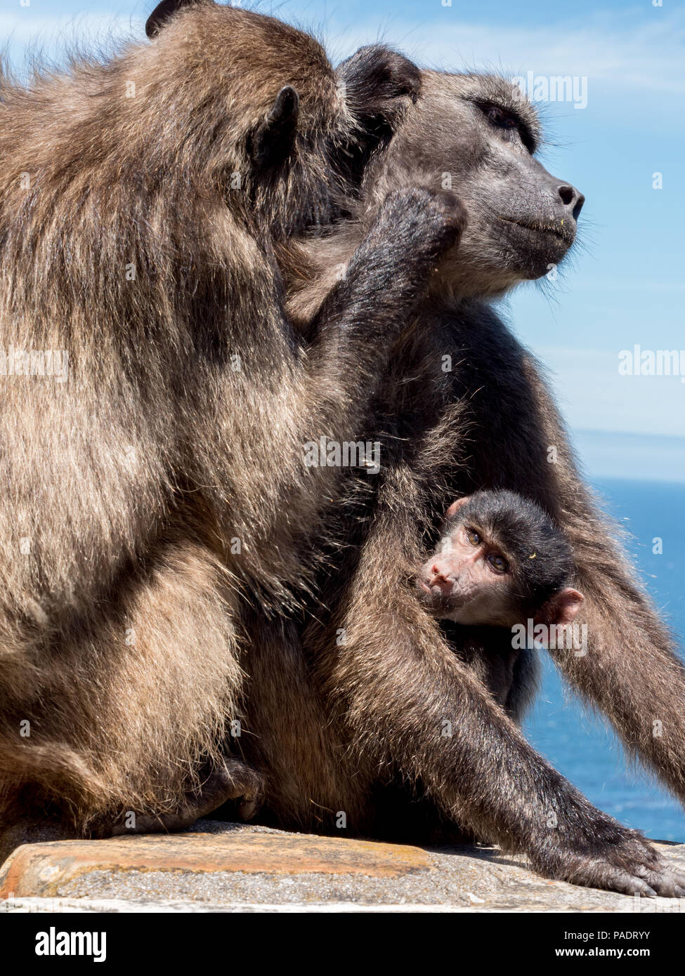 Cape Baboons with baby grooming each other  on stone wall at Cape of Good Hope Nature Reserve. Stock Photo
