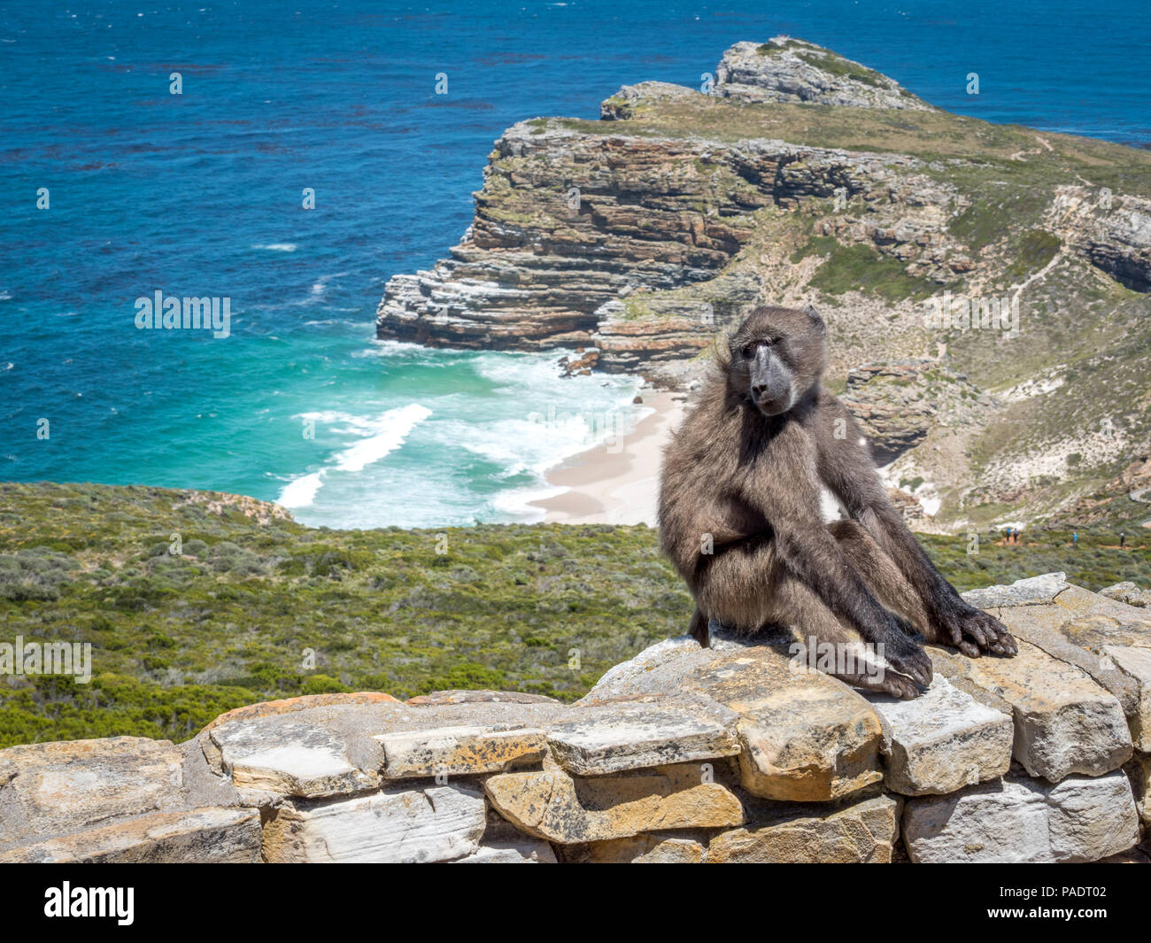 Cape Baboon on stone wall at Cape of Good Hope Nature Reserve South Africaa. Stock Photo